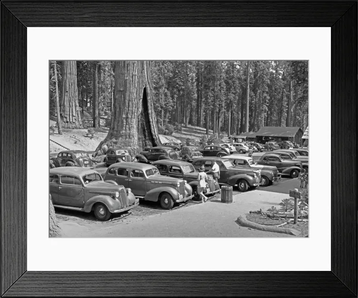 Framed Print : Sequoia Village
