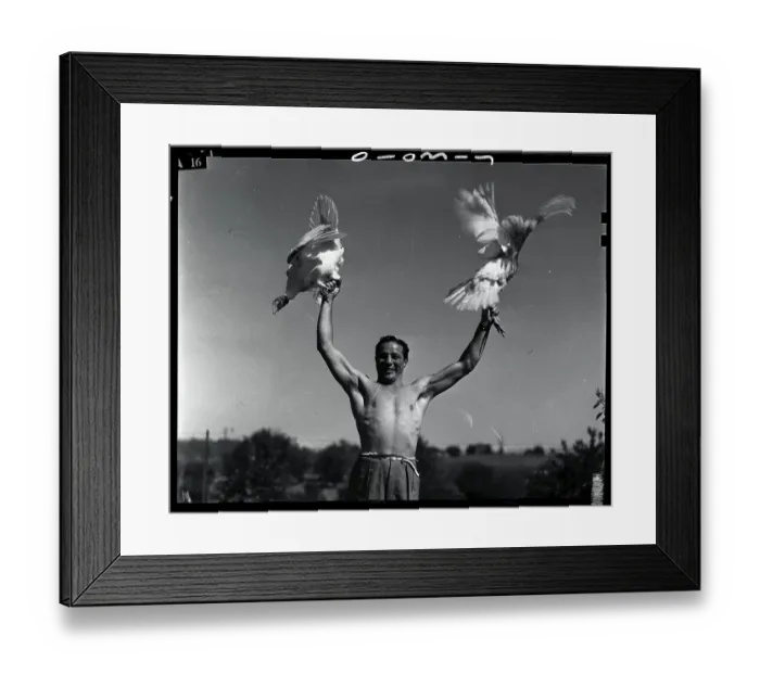 Framed Print : Maxie gathers his turkey dinner early