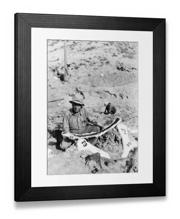 Framed Print : Paleontologist with Bones