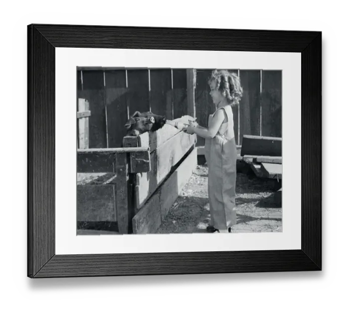 Framed Print : Shirley Temple Feeding a Pig Framed Print : Shirley Temple Feeding a Pig