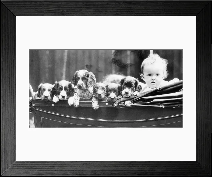 Framed Print : Child in Stroller with Six Spaniel Puppies