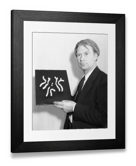 Framed Print : Scientist Displaying Model of Fly Cells Framed Print : Scientist Displaying Model of Fly Cells