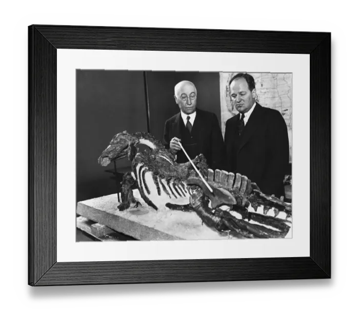 Framed Print : Two Men With Dinosaur Skeleton, One Point Framed Print : Two Men With Dinosaur Skeleton, One Point