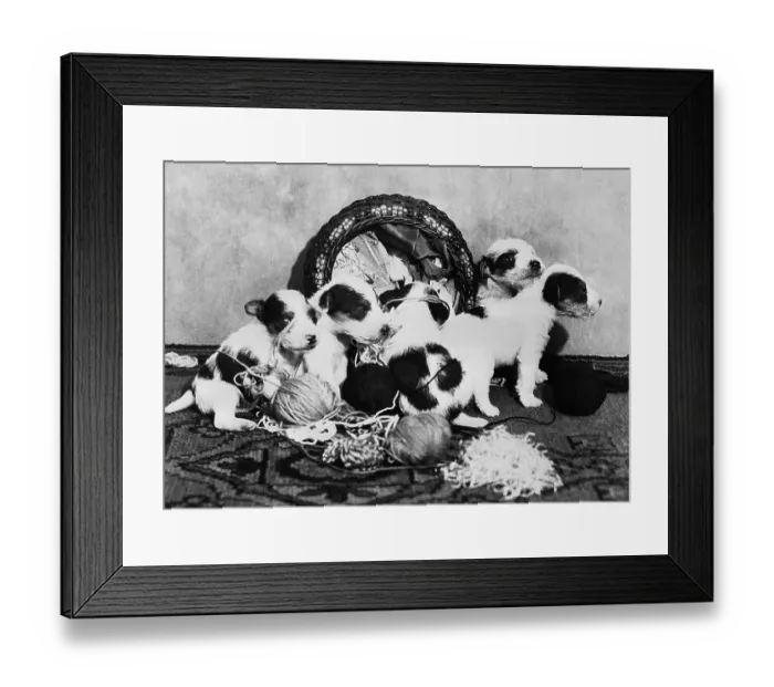 Framed Print : Puppies Overturning Knitting Basket Framed Print : Puppies Overturning Knitting Basket