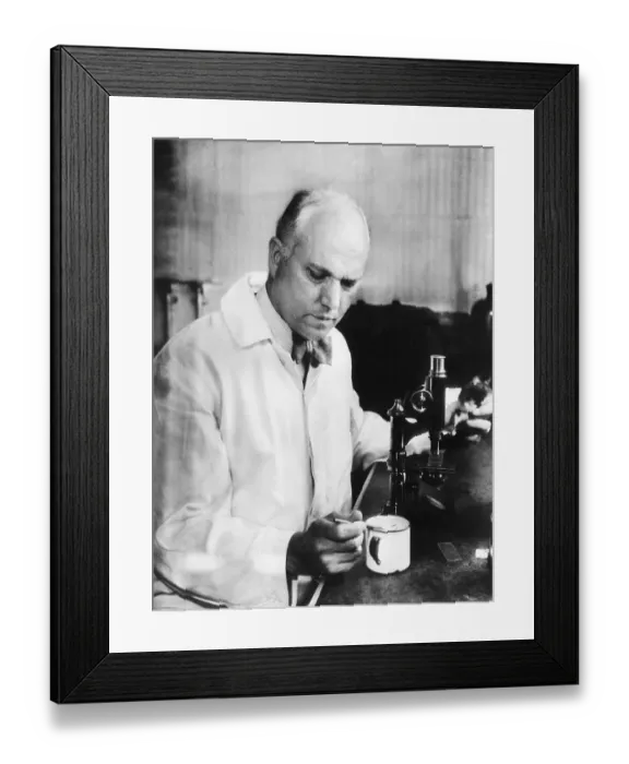 Framed Print : Professor Herbert Evans At Microscope Framed Print : Professor Herbert Evans At Microscope