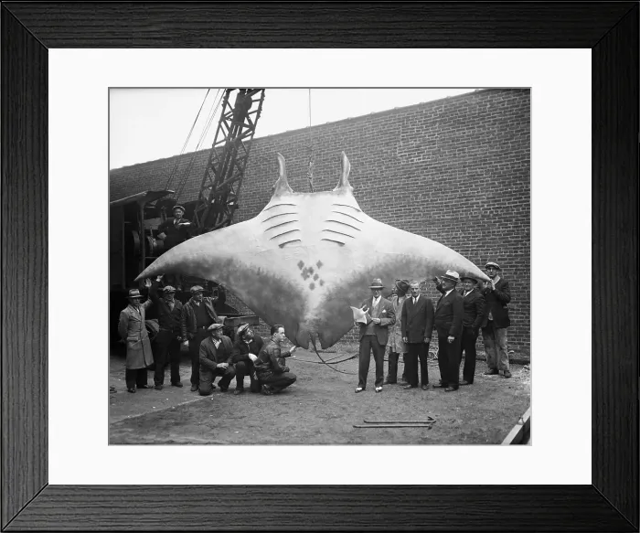 Framed Print : Giant Devilfish Caught by Fisherman