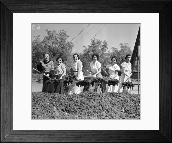 Framed Print : Women Shoveling Grapes