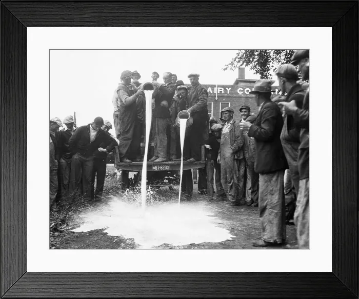 Framed Print : Dairy Farmers on Strike Spill Milk Framed Print : Dairy Farmers on Strike Spill Milk