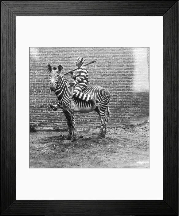 Framed Print : Comic Criminal Riding a Zebra Framed Print : Comic Criminal Riding a Zebra