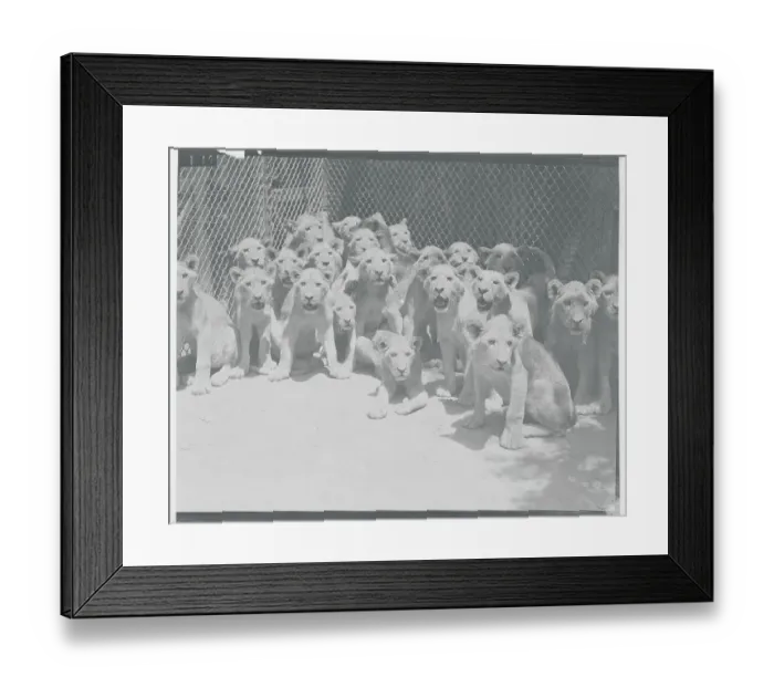 Framed Print : Young Lion Cubs in a Huddle