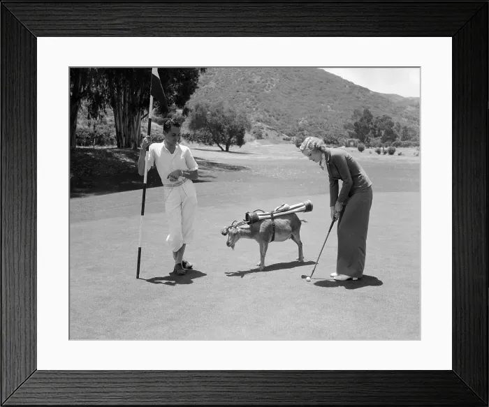 Framed Print : Couple Playing Golf with Goat Caddy Framed Print : Couple Playing Golf with Goat Caddy