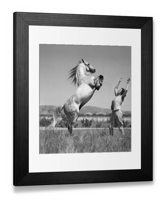 Framed Print : Woman Faces Bucking Stallion Framed Print : Woman Faces Bucking Stallion