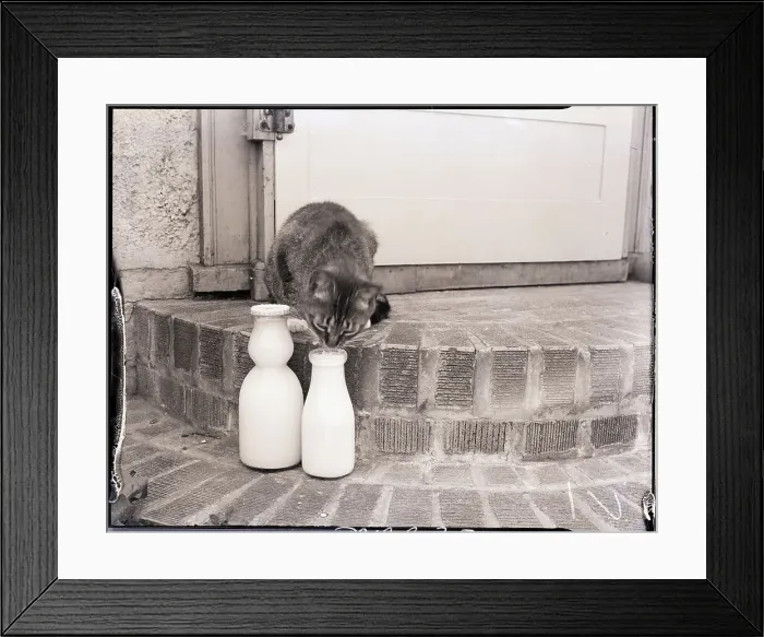 Framed Print : Cat Drinking from Milk Delivery Bottle Framed Print : Cat Drinking from Milk Delivery Bottle