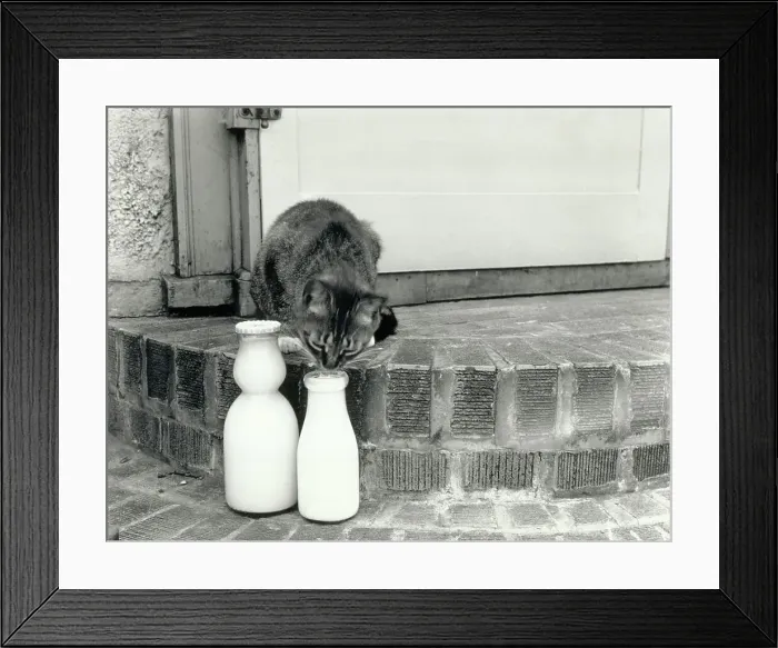 Framed Print : Kitten Licking Milk from a Bottle Framed Print : Kitten Licking Milk from a Bottle