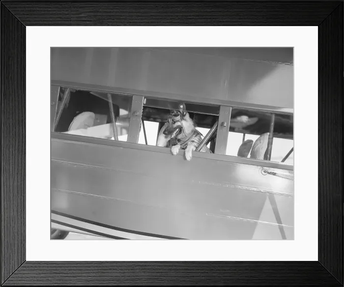 Framed Print : Rin Tin Tin Posing in Airplane Framed Print : Rin Tin Tin Posing in Airplane