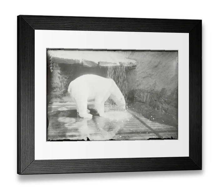 Framed Print : Polar Bear Cooling Off