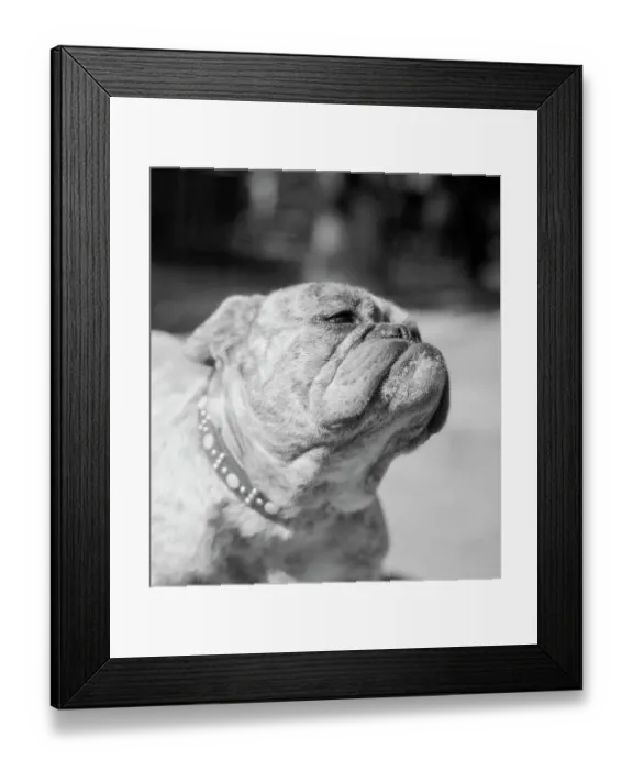 Framed Print : Winning Bulldog at Dog Show