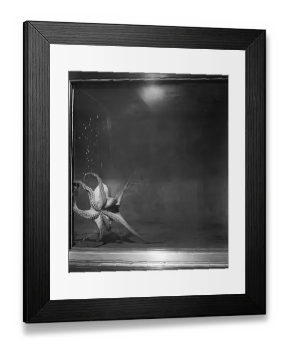Framed Print : Octopus on Exhibition Framed Print : Octopus on Exhibition