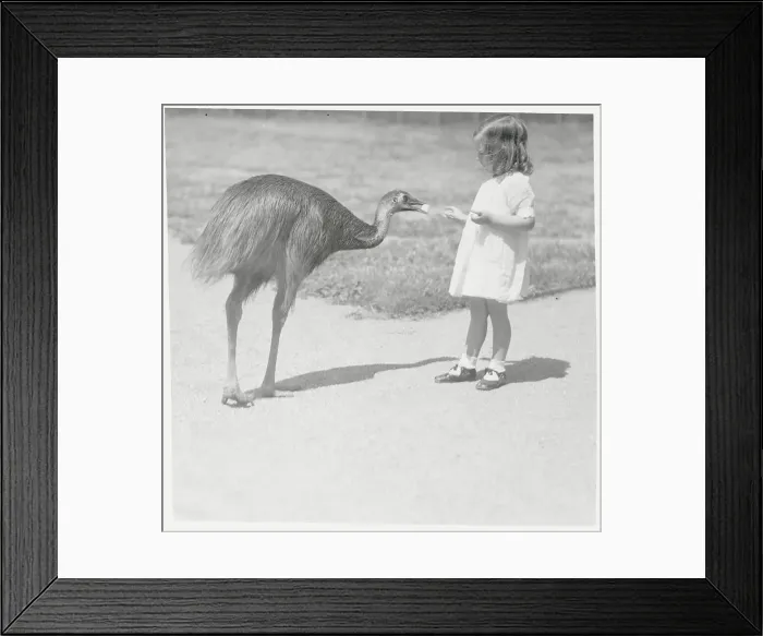 Framed Print : Child Feeding Large Bird Framed Print : Child Feeding Large Bird