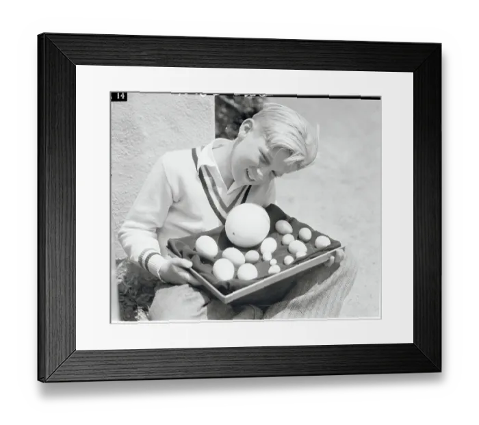 Framed Print : Boy Holding Rare Bird Eggs Framed Print : Boy Holding Rare Bird Eggs