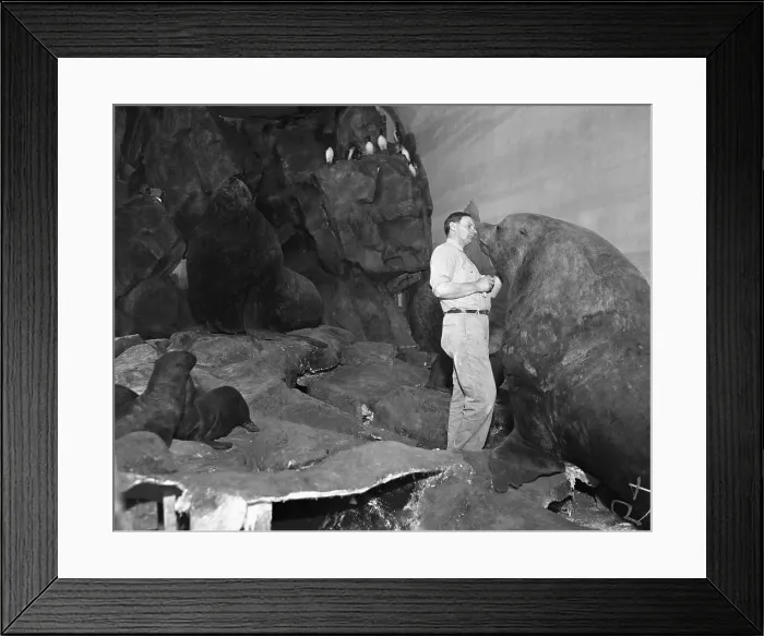 Framed Print : Taxidermist Working on Exhibit
