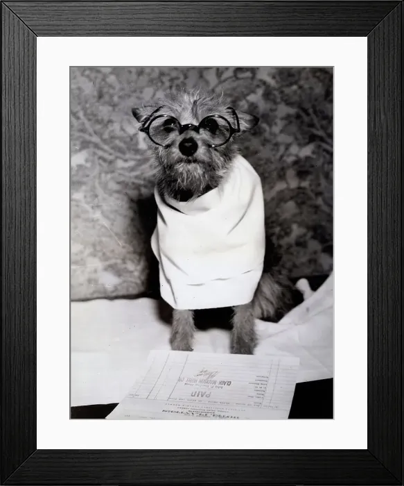 Framed Print : Dog Wearing Glasses Framed Print : Dog Wearing Glasses