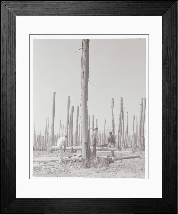 Framed Print : Harvesters Cutting Eucalyptus Trees Framed Print : Harvesters Cutting Eucalyptus Trees