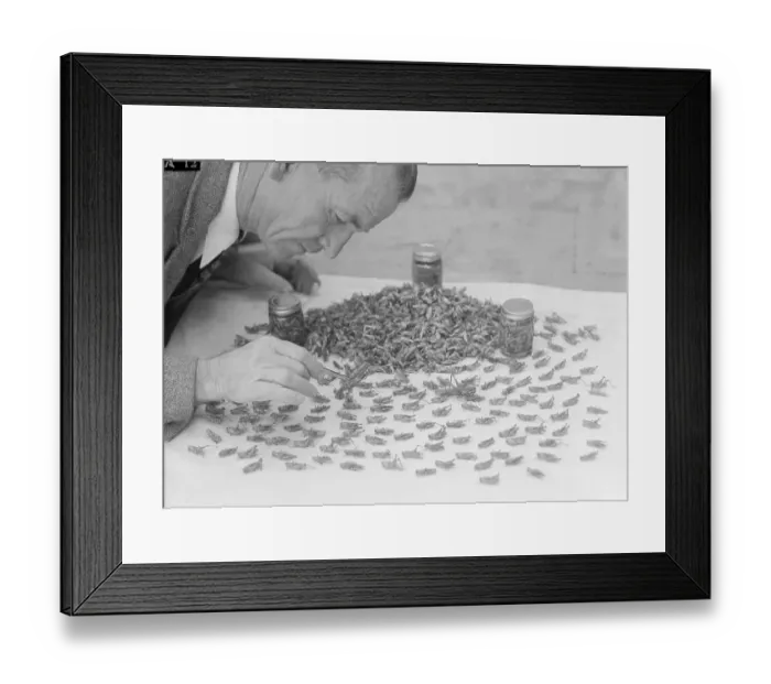 Framed Print : Grasshopper Researcher Examining the Creatures Framed Print : Grasshopper Researcher Examining the Creatures