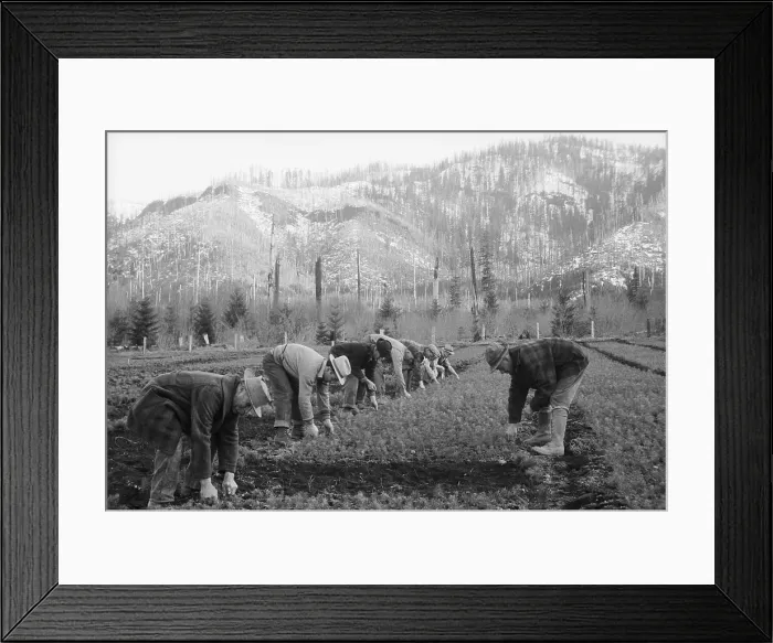 Framed Print : Men at CCC Reforestation Camp Framed Print : Men at CCC Reforestation Camp