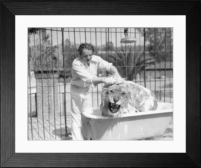 Framed Print : Zookeeper Washing Lion in Bathtub in Cage