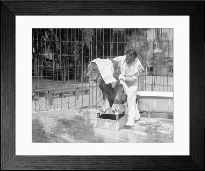 Framed Print : Trainer Drying Lion Off with Towels Framed Print : Trainer Drying Lion Off with Towels