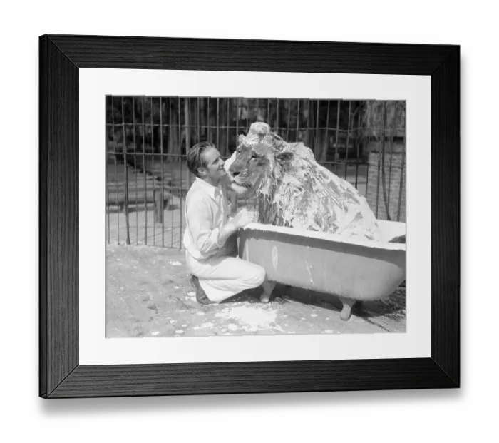 Framed Print : Trainer Washing Lion in Bathtub Framed Print : Trainer Washing Lion in Bathtub