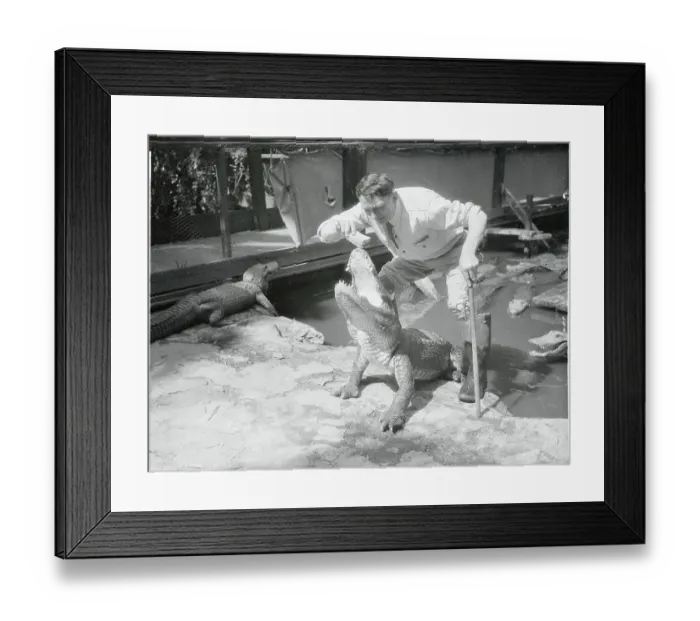 Framed Print : Alligator Farm Worker Feeding Large Alligator Framed Print : Alligator Farm Worker Feeding Large Alligator