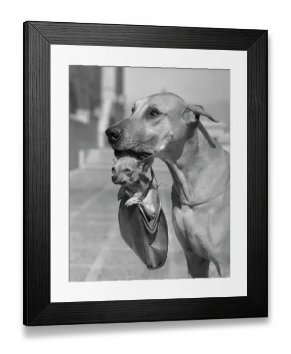 Framed Print : Great Dane Holding Chihuahua in Purse Framed Print : Great Dane Holding Chihuahua in Purse