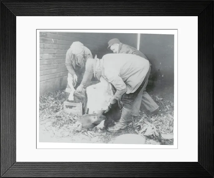 Framed Print : Farmers Butchering Cow Framed Print : Farmers Butchering Cow