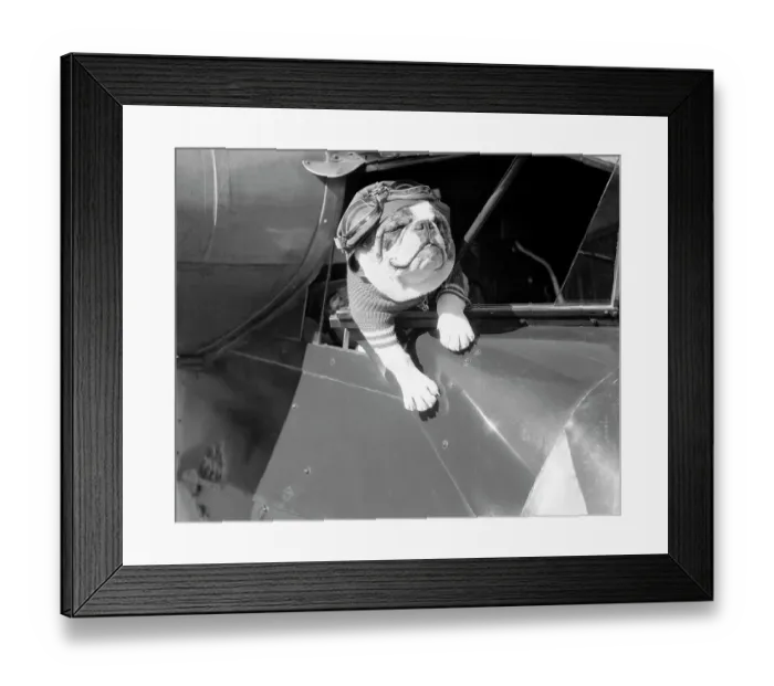 Framed Print : Dog Flying in Aircraft Framed Print : Dog Flying in Aircraft