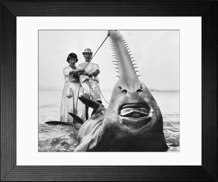 Framed Print : F. A. Mitchell Hedges Holding Sawfish Framed Print : F. A. Mitchell Hedges Holding Sawfish