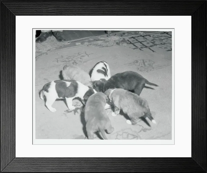 Framed Print : Group of Puppies Eating Framed Print : Group of Puppies Eating