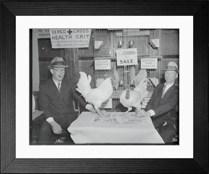 Framed Print : Men Gazing at Prize Chickens for Poultry Show Framed Print : Men Gazing at Prize Chickens for Poultry Show