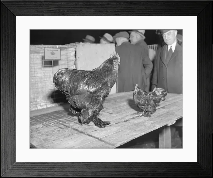 Framed Print : Partridges in Cages at Poultry Show Framed Print : Partridges in Cages at Poultry Show