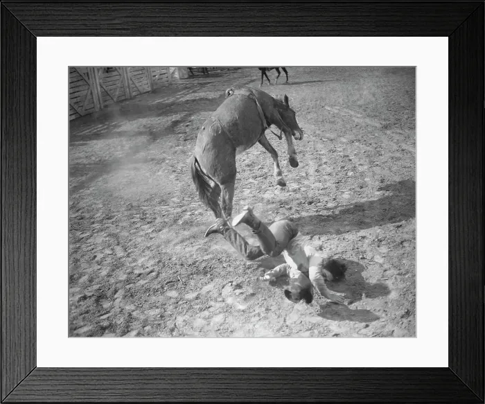 Framed Print : Rodeo Rider Falling from Horse Framed Print : Rodeo Rider Falling from Horse