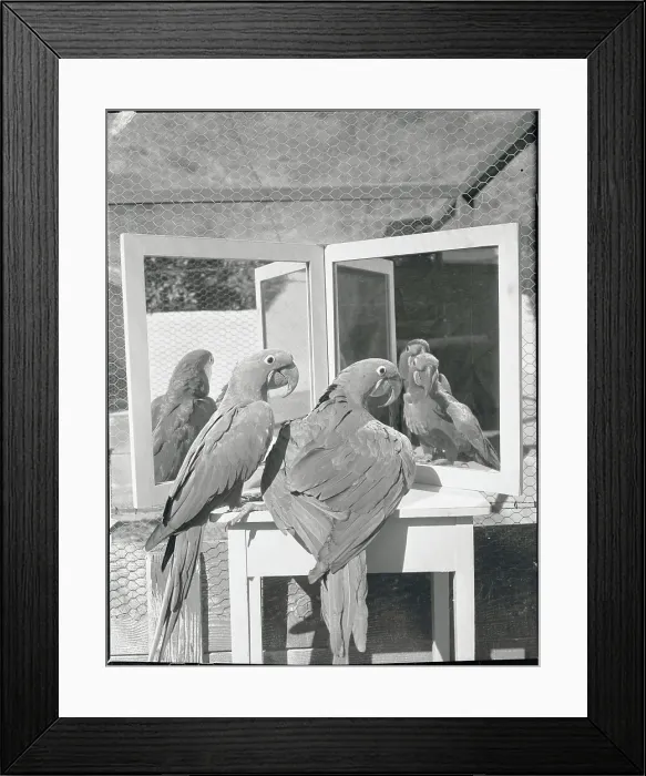 Framed Print : Macaws Admiring Use of Mirrors in Their Cage Framed Print : Macaws Admiring Use of Mirrors in Their Cage