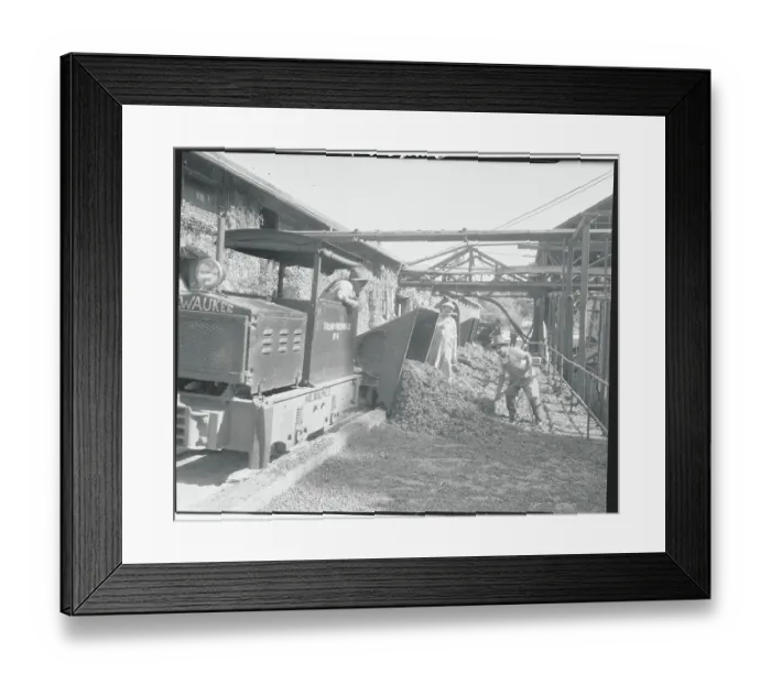 Framed Print : Man Shoveling Grapes After Dumping Framed Print : Man Shoveling Grapes After Dumping