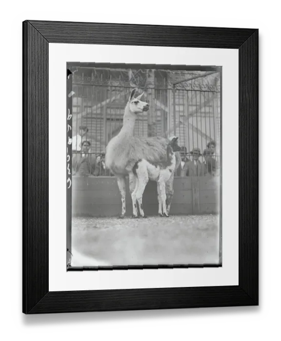 Framed Print : Mother Llama Standing with Child Framed Print : Mother Llama Standing with Child