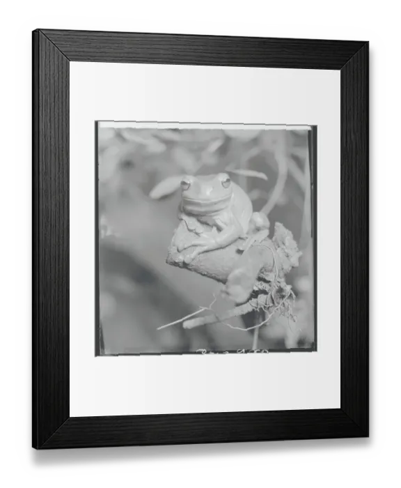 Framed Print : Frog Sitting on Perch Framed Print : Frog Sitting on Perch