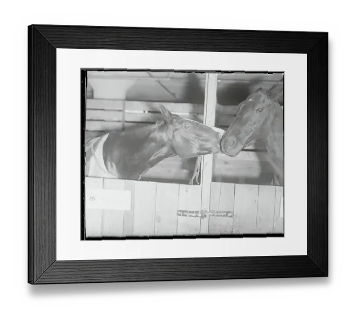 Framed Print : Horses Showing Affection