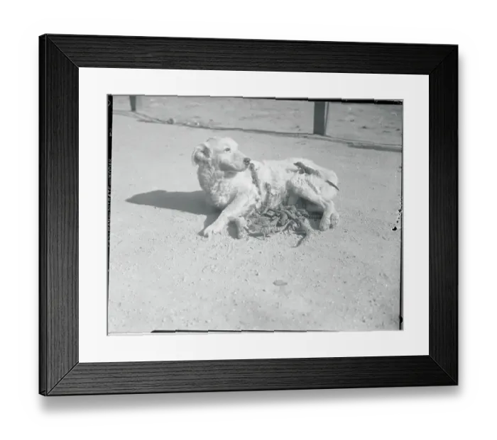 Framed Print : Dog Allowing Baby Alligators to Nuzzle Him Framed Print : Dog Allowing Baby Alligators to Nuzzle Him