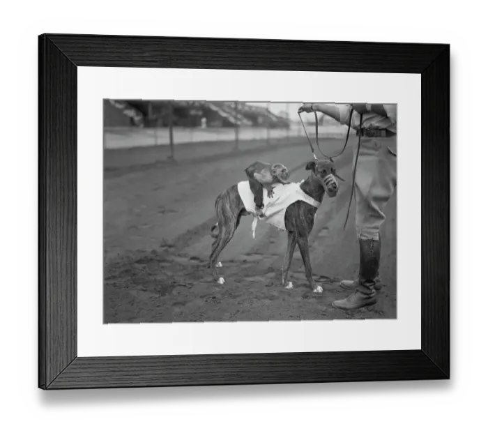 Framed Print : Monkey Strapped to Dog for a Race Framed Print : Monkey Strapped to Dog for a Race