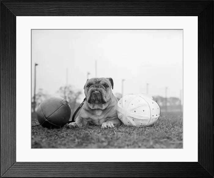 Framed Print : English Bulldog Lying on Grass with Football Framed Print : English Bulldog Lying on Grass with Football
