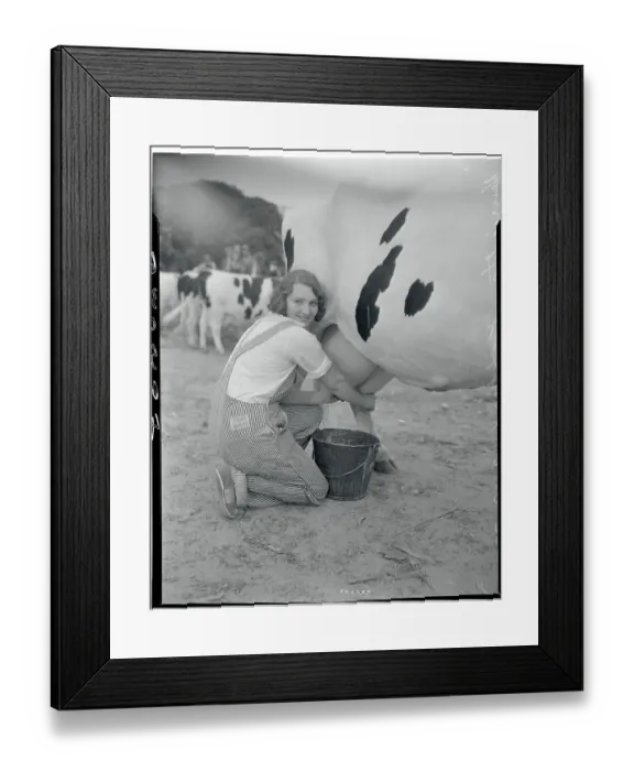 Framed Print : Young Woman Milking a Cow Framed Print : Young Woman Milking a Cow
